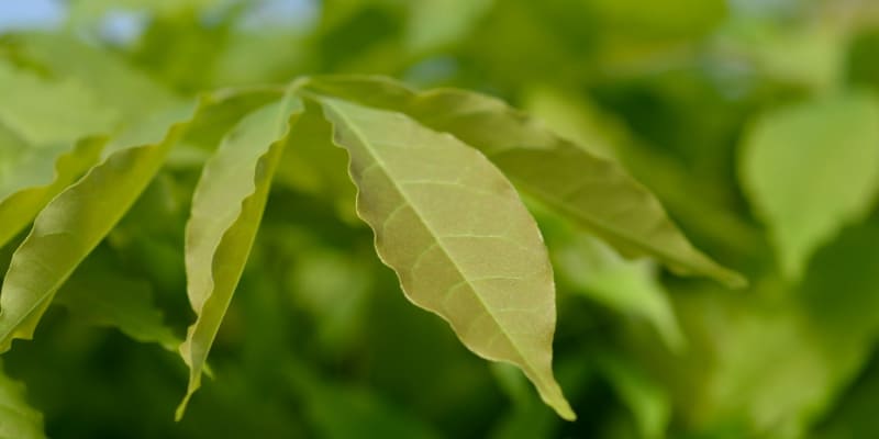 Why are my wisteria leaves turning yellow or wilting