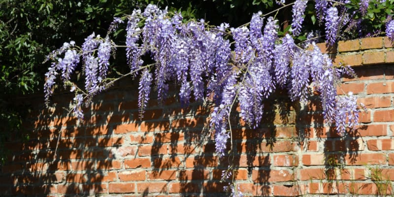 I discuss why your wisteria might not be flowering including incorrect pruning, to much nitrogen, not enough sun.