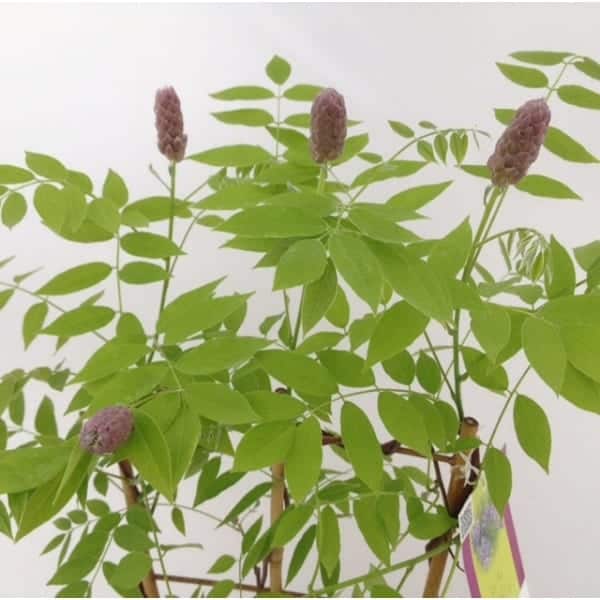 Growing Wisteria frutescens 'Amethyst Falls' on a support frame