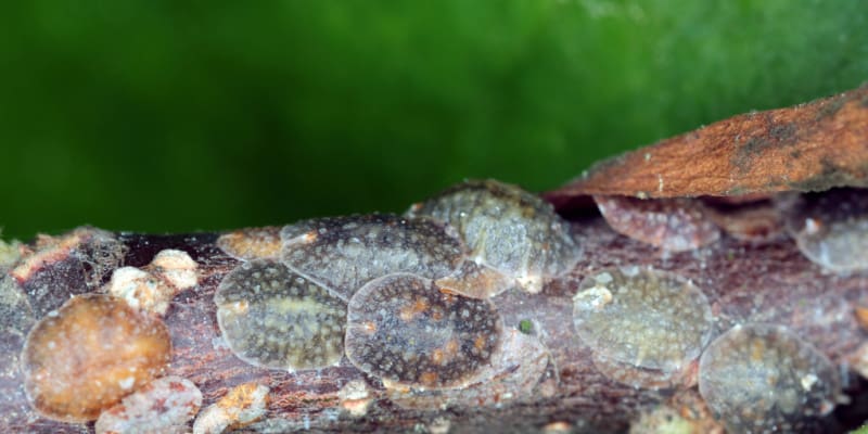 Wisteria Scale Insect and How To Control Them