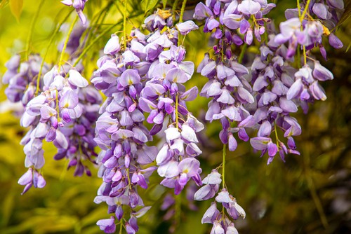Wisteria climbers that are at risk from being attacked by wisteria scale insects