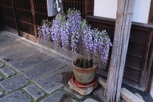 Wisteria grown in pots require more watering than those in the ground to prevent watering issues