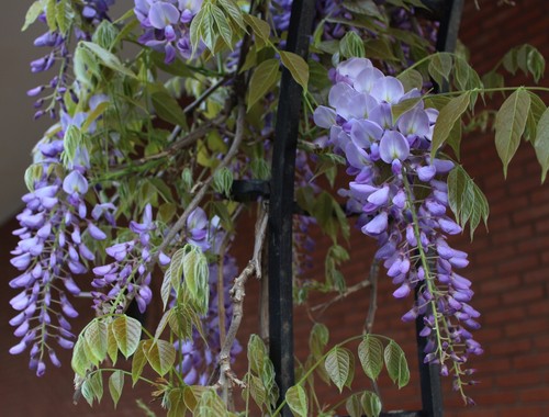 Wisteria need full sun to flower well