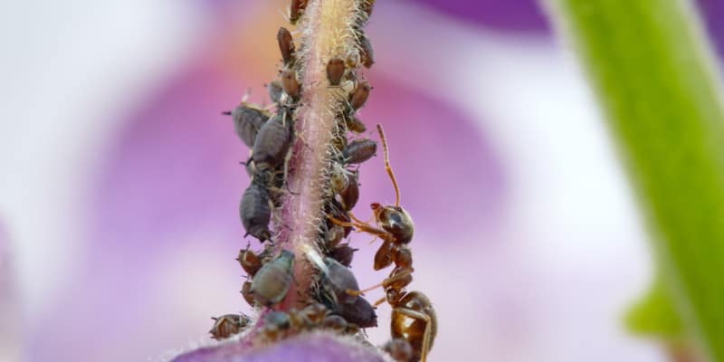 Wisteria pests and diseases to watch out for including wisteria scale insect, vine weevil, mildew, Phytophthora root rot and more
