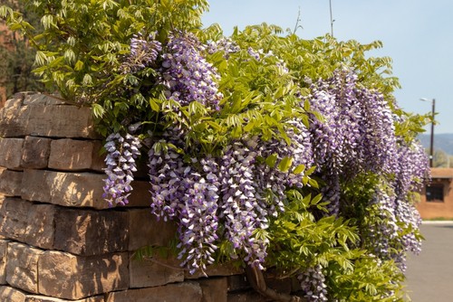 Wisteria prefer full sun as too much shade can lead to wilting and even yellowing leaves