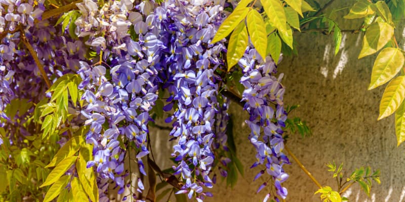 I discuss some of the most common Wisteria problems from graft failure to scale insect and non flowering plants