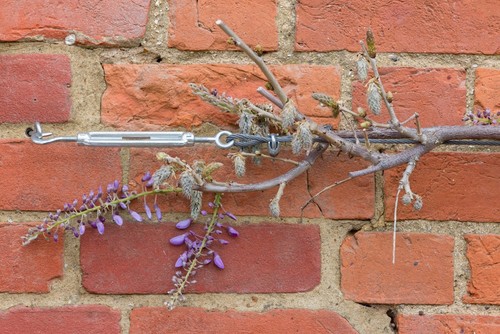Wisteria pruned correctly to promote more flowers. If done wrong, can lead to no flowers are very few