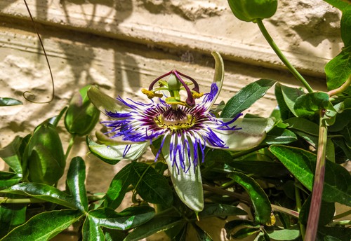 Caring for passion flower grown in pot