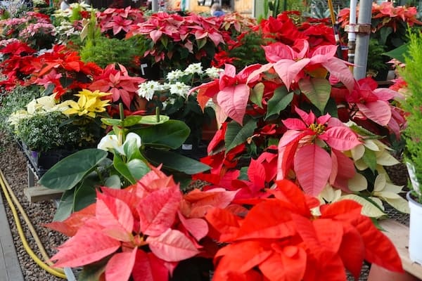 A collection of different colored poinsettias for sale at a nursery