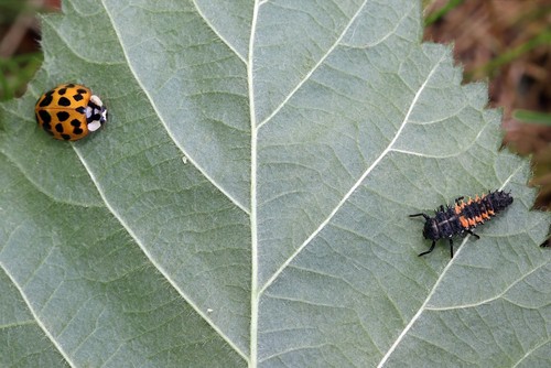 ladybug  and a ladybug larva that eats a lot of aphids, as many as 200 in their lifetime