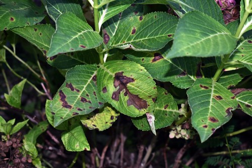 Hydrangea bush infected with Anthracnose Disease