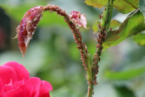Infestation of aphids on rose shoots