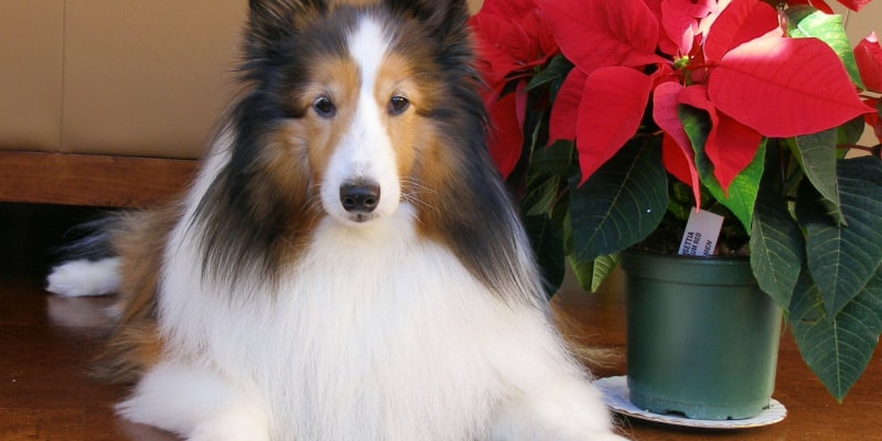 Are poinsettias poisonous to cats and dogs?