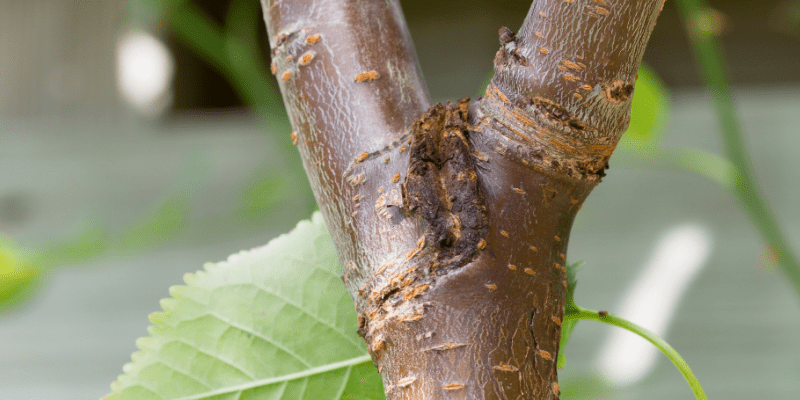 Bacterial canker disease mainly effects prunus species especially plums and cherries but also ornamental prunus.