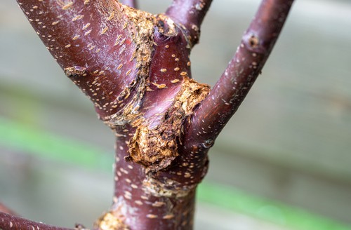 Bacterial canker disease that has infected cherry tree