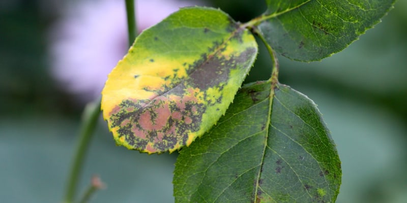 Learn how to identify, control but also prevent black spot on roses. This starts to preparation and then ongoing treatment. Learn more