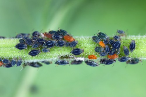 Blackfly aphids