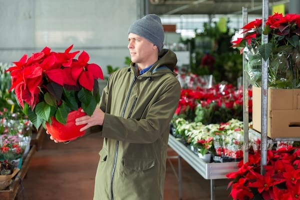 Choosing a healthy poinsettia that is kept in a warm position and not next to a drafty door