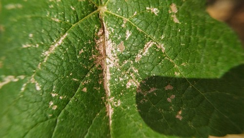 Damage caused by thrips