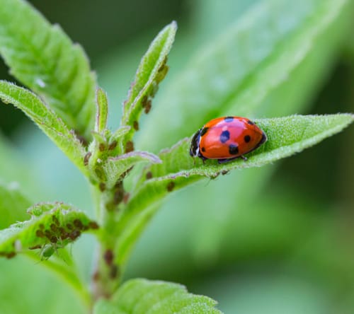 Encouraging ladybugs into your garden will help control aphids