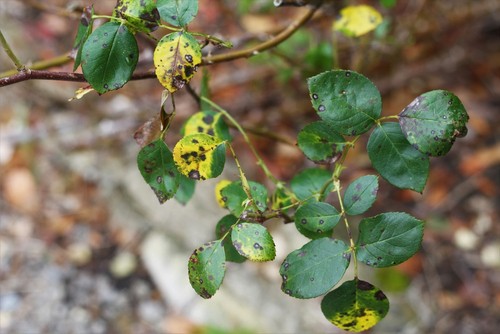 Fungal rose disease Black Spot, with infected leaves