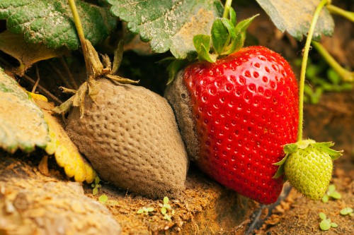 Strawberry plant infected with Grey Mould that quickly spreads to more fruit and foliage