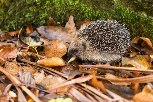 Hedgehogs will feed on slugs and keep there numbers under control
