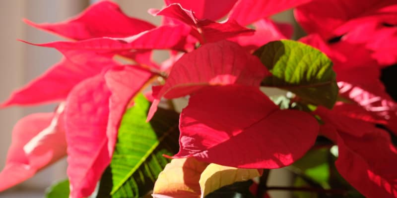 How to care for poinsettias - everything you need to know