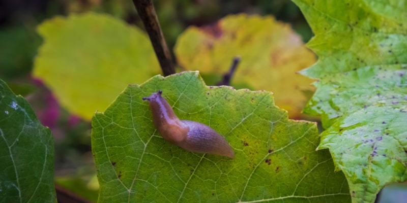 After growing plants for over 20 years, here are my recommendations on how to deter and get rid of slugs and snails.