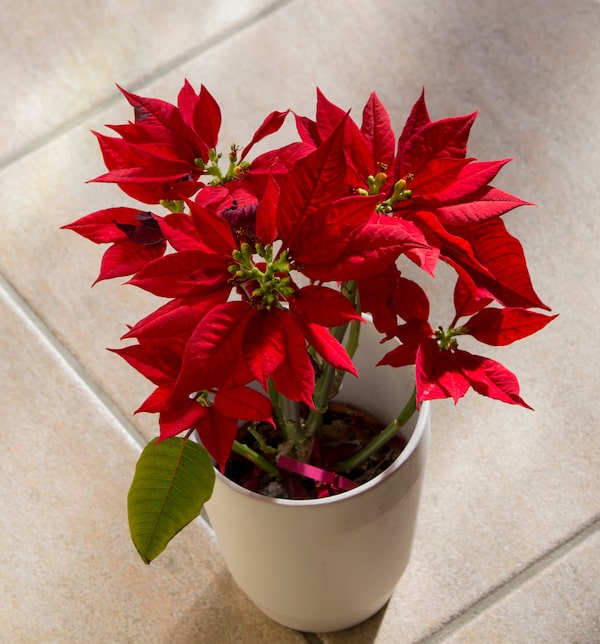 I like to remove my poinsettias from the decorative pots and let it soak the water up
