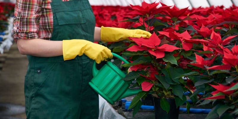 I show you how often to water poinsettias and when. It depends on a few factors and what stages the plant is in.