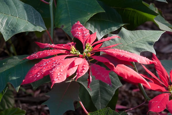 Make sure you don't water over the leaves of poinsettias, water onto the soil or by placing the plant in a tray a water for 15 minutes to soap it up