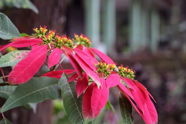 Poinsettia that was dropping its leaves but has recovered