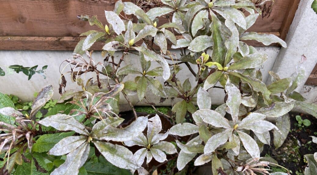 Powdery mildew and how to treat and prevent it