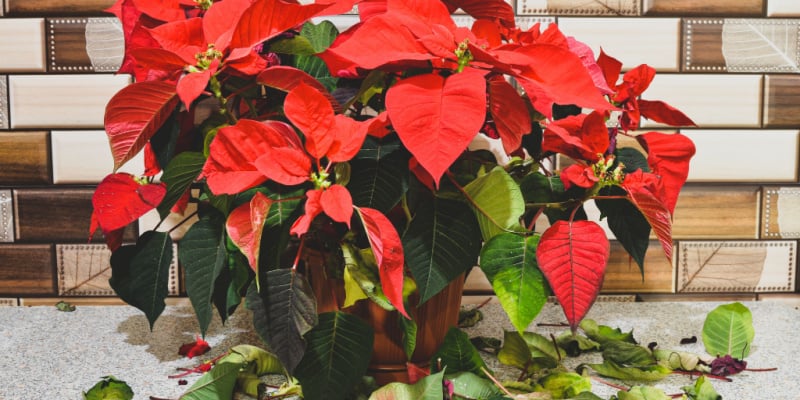 A common question I get asked is Why are my poinsettia leaves falling off? There can be many reasons, but the main one is cold related.