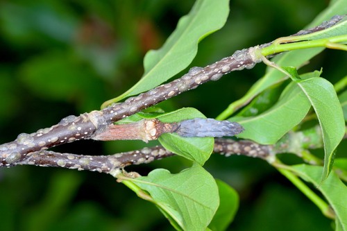 Scale insects (Coccidae) on a magnolia in the garden