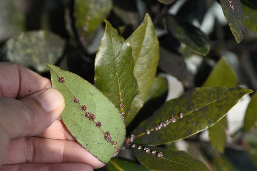 Scale insects that attack shrubs sucking the sap and damaging leaves and stems