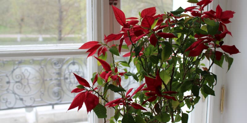 Should you feed poinsettias? when and how to feed
