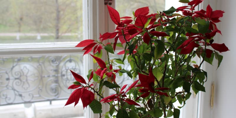 should-you-feed-poinsettias-hydrangea-guide