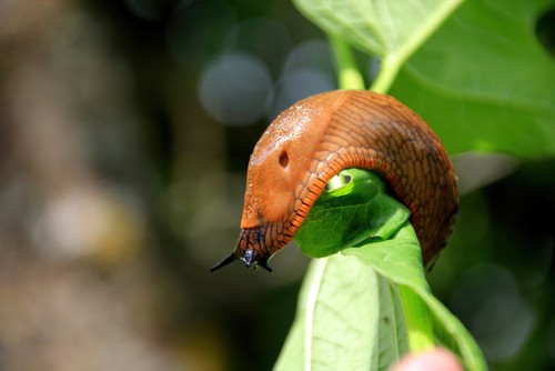 Slug eating garden plant