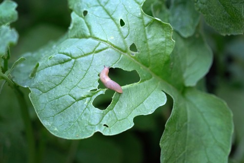 Slugs will often leave holes in leaves