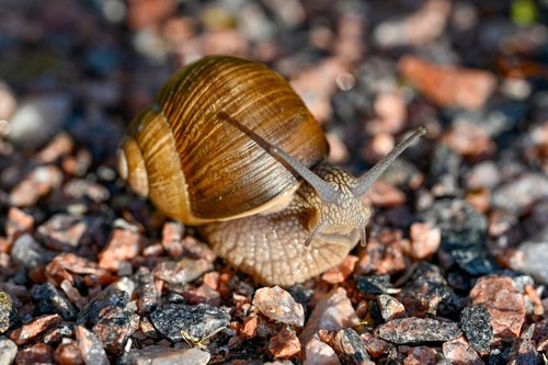 A snail that is not deterred by the gravel being used as a deterrent