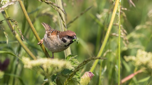 Sparrow feeding on aphids