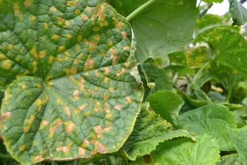 The surface of leaves that have downy mildew, discoloured blotches