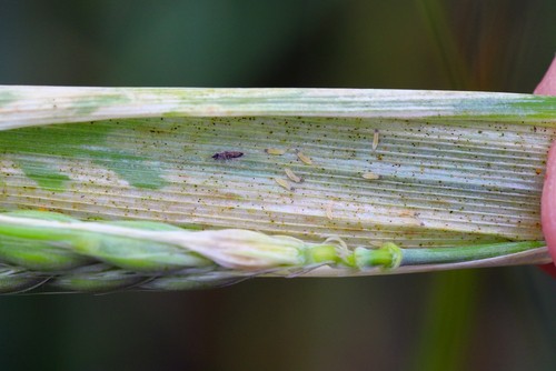 Thrips damaged barley plants. Flag leaf chlorotically discolored. Insects feed on the inner side of the leaf, near the ear.
