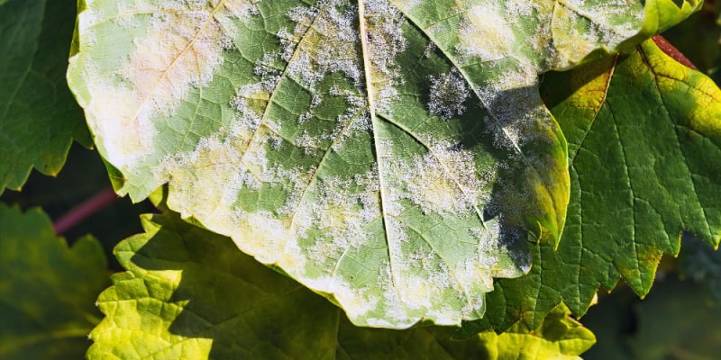 Downy mildew is often overlooked but its a serious disease that cannot be treated with a fungicide, its all about prevention