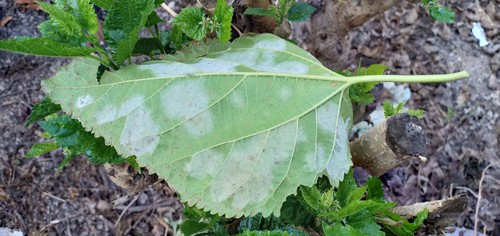 The underside of leaves with downy mildew with fungus on underside of the leaf