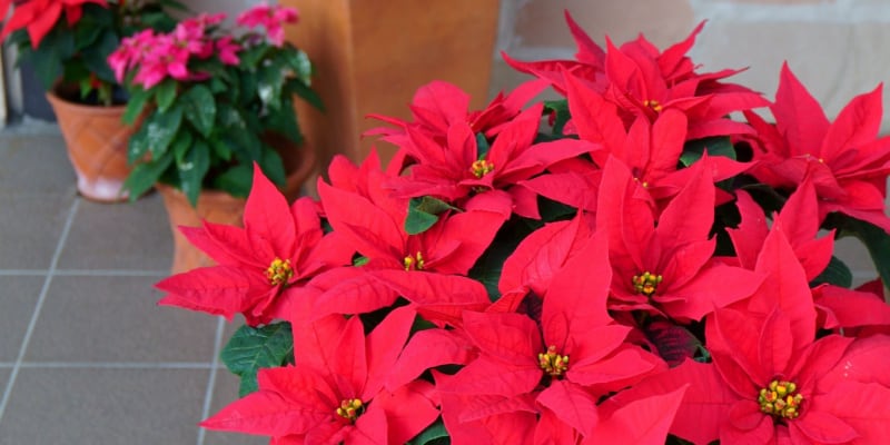 Why is my poinsettia sticky? Scale insects, honeydew and the milky sap