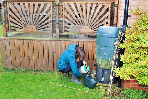 nematodes being put into watering can to water onto soil