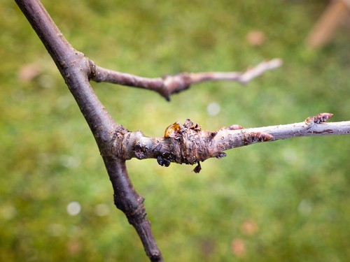 Sap leaching from stems caused by bacterial canker that causes branch dieback